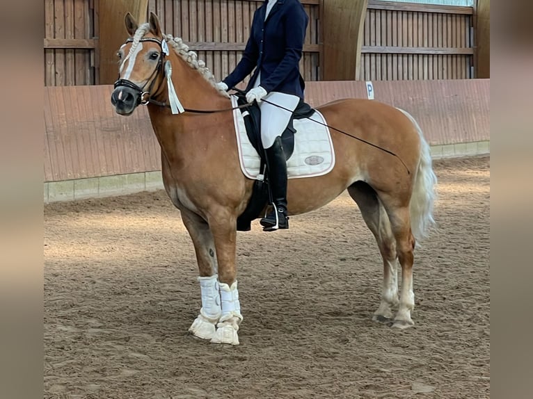 Haflinger Stute 16 Jahre 146 cm in Quickborn