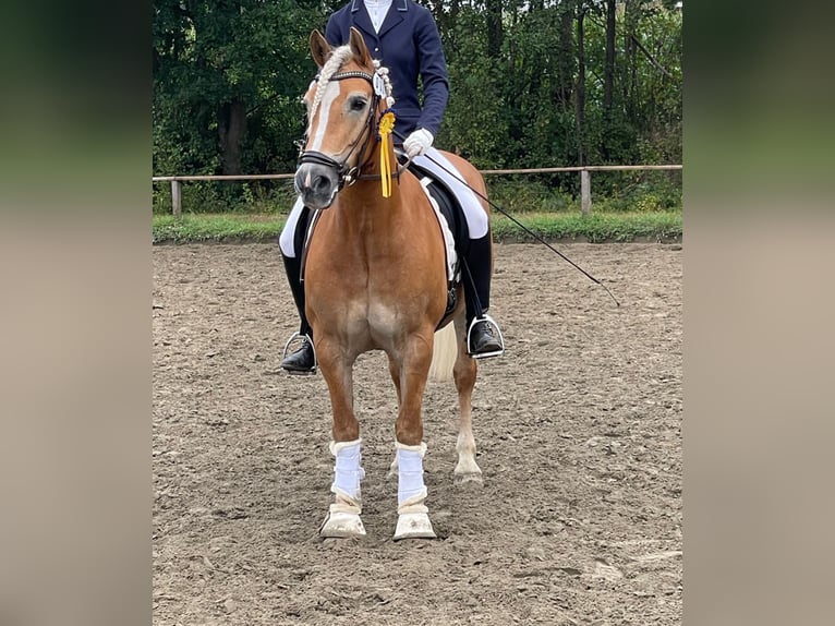 Haflinger Stute 16 Jahre 146 cm in Quickborn