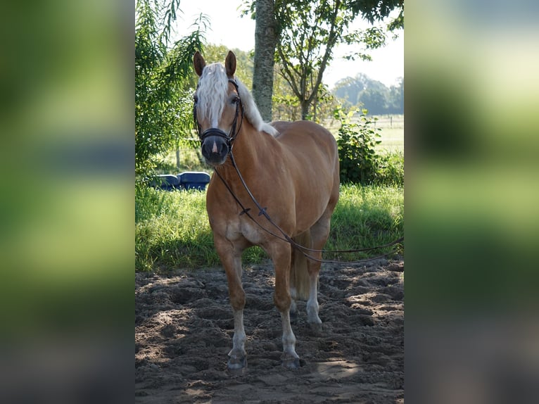 Haflinger Stute 16 Jahre 146 cm in Quickborn