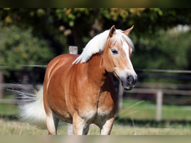 Haflinger Stute 16 Jahre 147 cm Fuchs in Volkertshausen