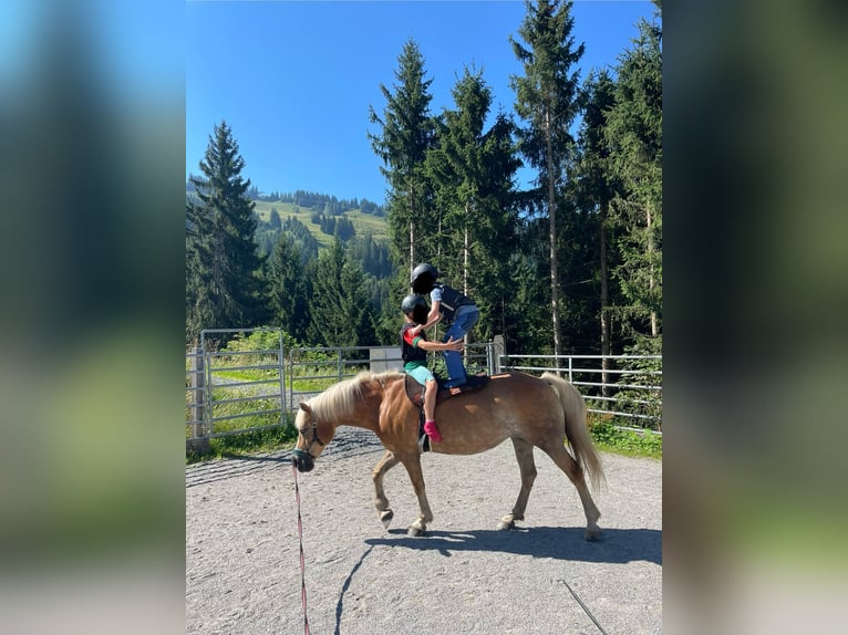 Haflinger Stute 16 Jahre 147 cm Palomino in Kitzbühel