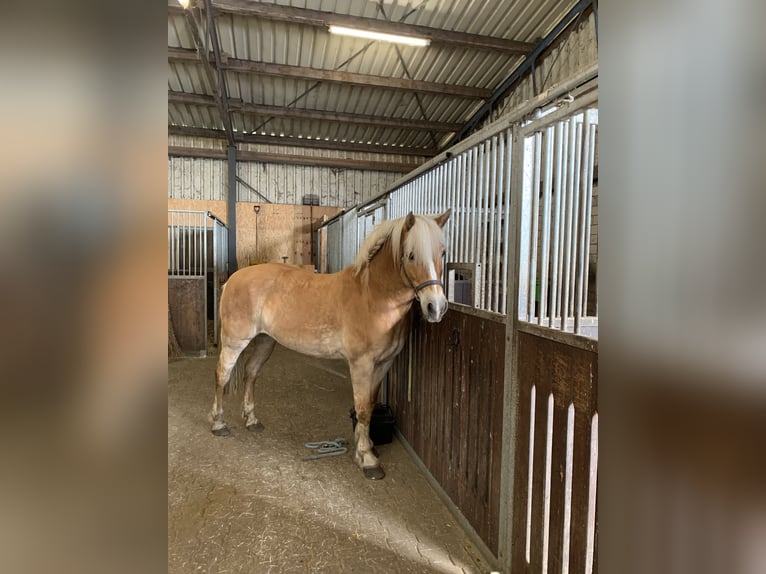 Haflinger Stute 16 Jahre 148 cm Falbe in Geeste