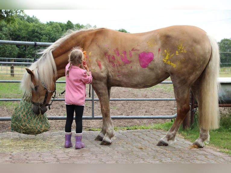 Haflinger Stute 16 Jahre 148 cm Falbe in Geeste