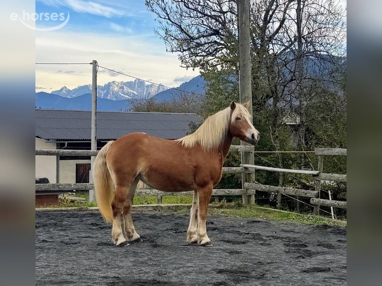 Haflinger Stute 16 Jahre 150 cm Champagne in St. Stefan Im Gailtal