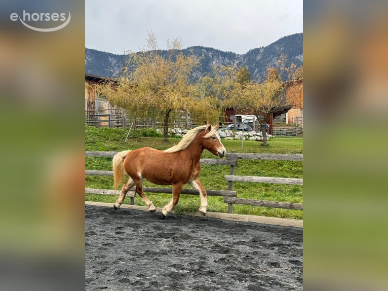 Haflinger Stute 16 Jahre 150 cm Champagne in St. Stefan Im Gailtal