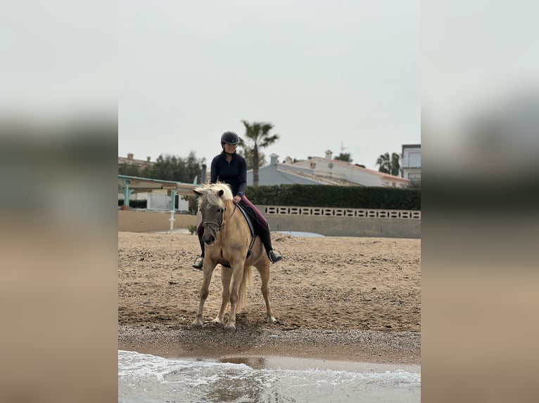 Haflinger Stute 16 Jahre 150 cm Dunkelfuchs in Inning am Ammersee