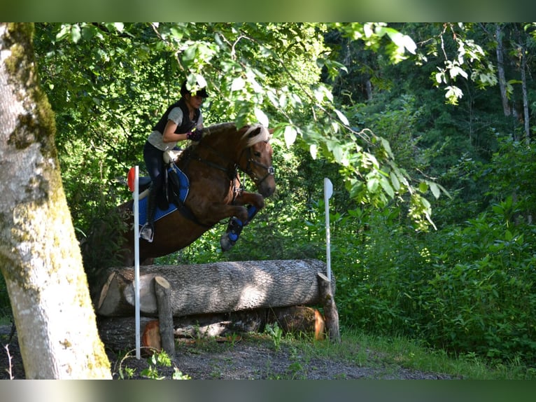 Haflinger Stute 16 Jahre 150 cm Dunkelfuchs in Inning am Ammersee