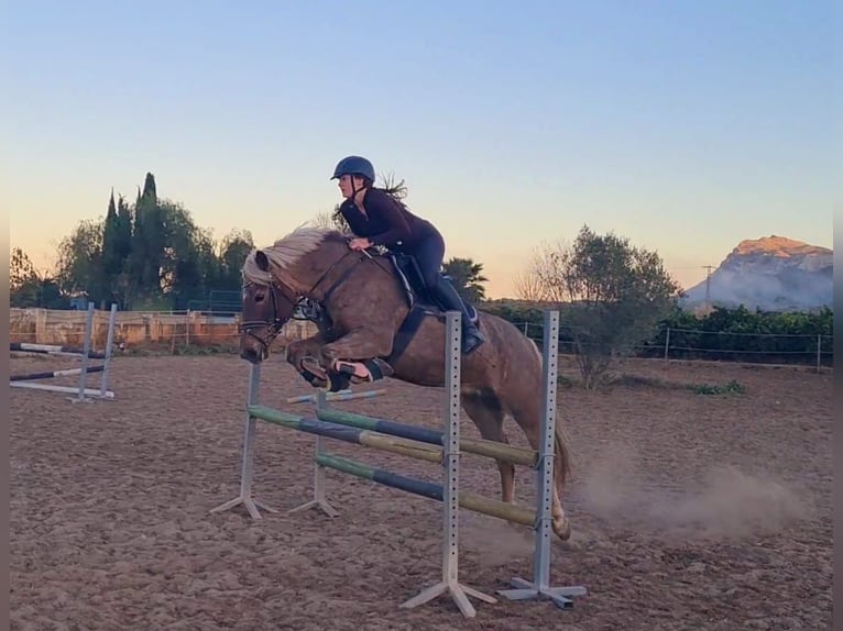 Haflinger Stute 16 Jahre 150 cm Dunkelfuchs in Inning am Ammersee
