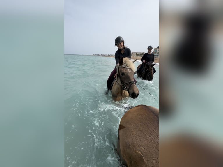 Haflinger Stute 16 Jahre 150 cm Dunkelfuchs in Inning am Ammersee