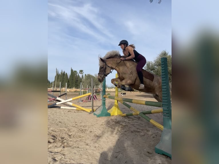Haflinger Stute 16 Jahre 150 cm Dunkelfuchs in Inning am Ammersee