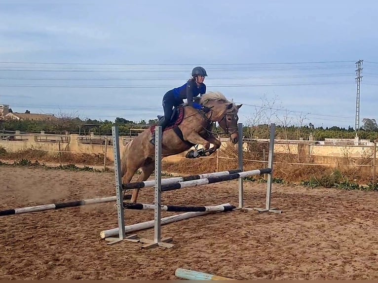 Haflinger Stute 16 Jahre 150 cm Dunkelfuchs in Inning am Ammersee