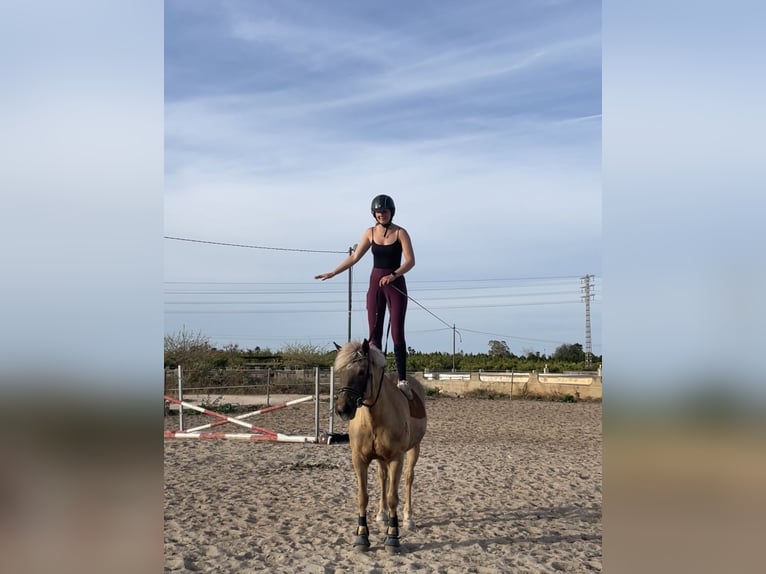 Haflinger Stute 16 Jahre 150 cm Dunkelfuchs in Inning am Ammersee
