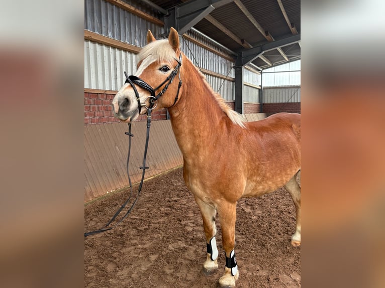 Haflinger Stute 16 Jahre 150 cm  in Friesoythe