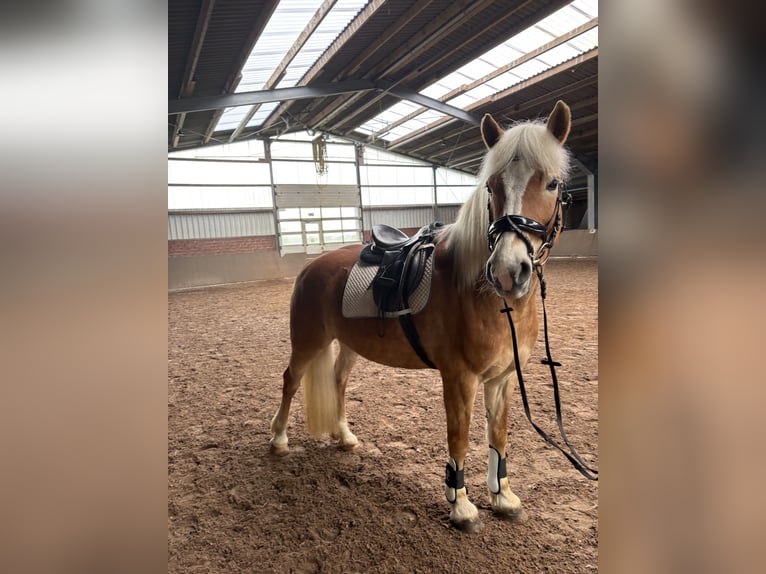 Haflinger Stute 16 Jahre 150 cm  in Friesoythe