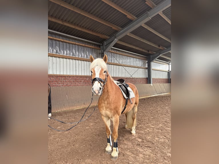 Haflinger Stute 16 Jahre 150 cm  in Friesoythe