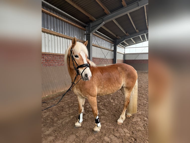 Haflinger Stute 16 Jahre 150 cm  in Friesoythe