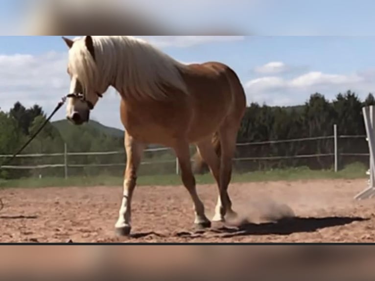 Haflinger Stute 16 Jahre 150 cm Fuchs in Gossersweiler