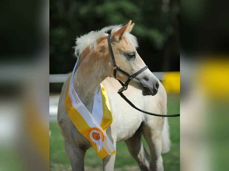 Haflinger Stute 16 Jahre 151 cm Fuchs in Meinersen/ Päse