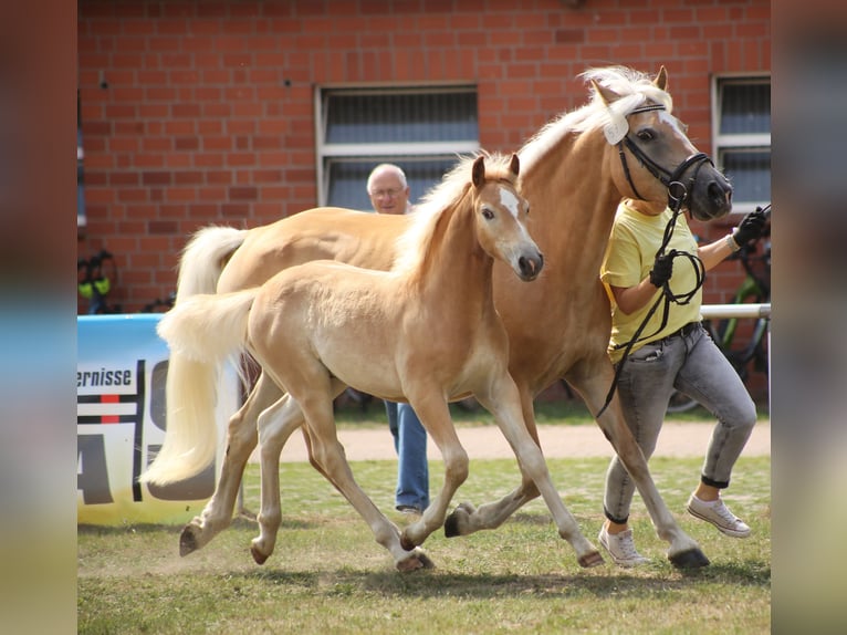 Haflinger Stute 16 Jahre 151 cm Fuchs in Meinersen/ Päse