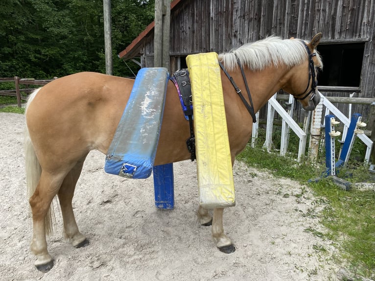 Haflinger Stute 16 Jahre 152 cm Fuchs in Werne