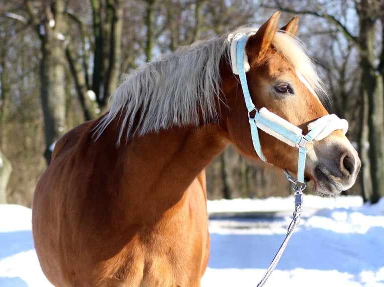 Haflinger Stute 16 Jahre 152 cm Fuchs in Werne