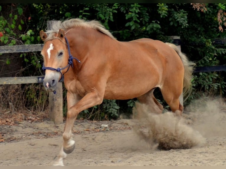 Haflinger Stute 16 Jahre 152 cm Fuchs in Werne