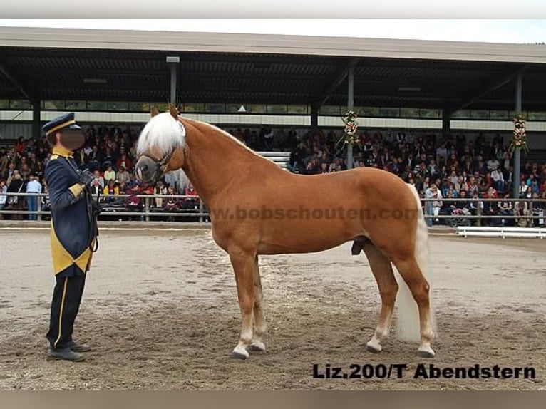 Haflinger Stute 16 Jahre 152 cm Fuchs in Werne