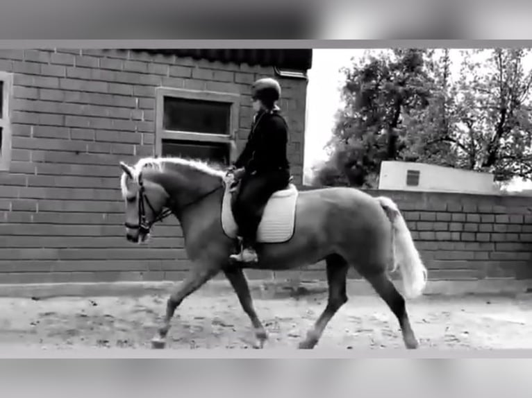 Haflinger Stute 16 Jahre 152 cm Fuchs in Werne