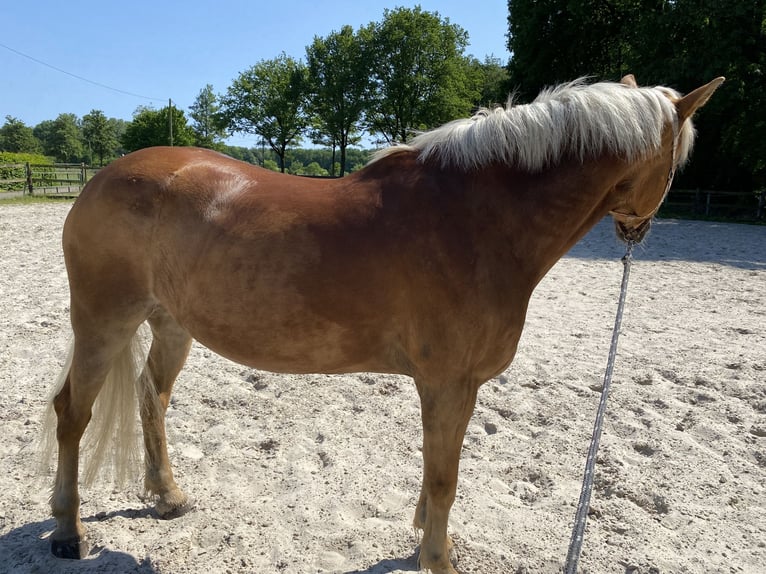 Haflinger Stute 16 Jahre 152 cm Fuchs in Werne