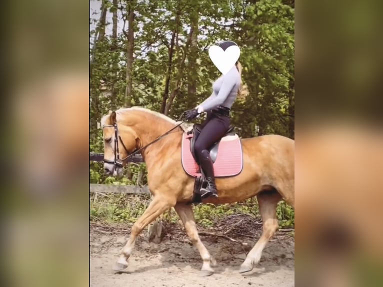Haflinger Stute 16 Jahre 152 cm Fuchs in Werne