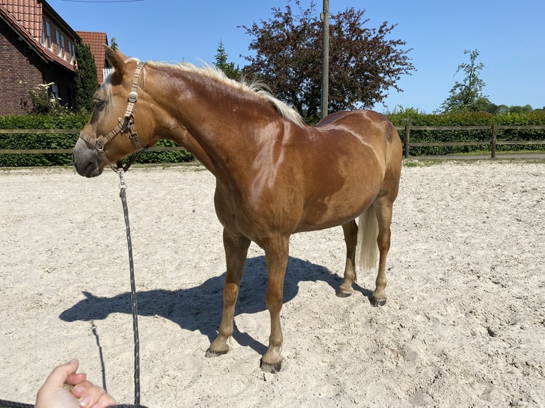 Haflinger Stute 16 Jahre 152 cm Fuchs in Werne