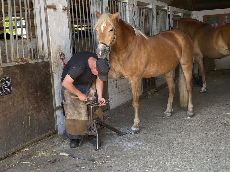 Haflinger Stute 16 Jahre 152 cm Fuchs in Werne
