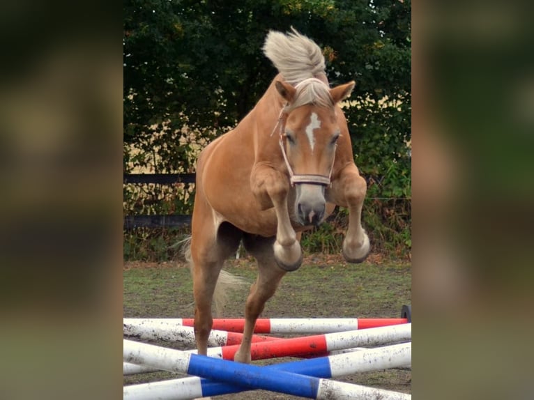 Haflinger Stute 16 Jahre 152 cm Fuchs in Werne