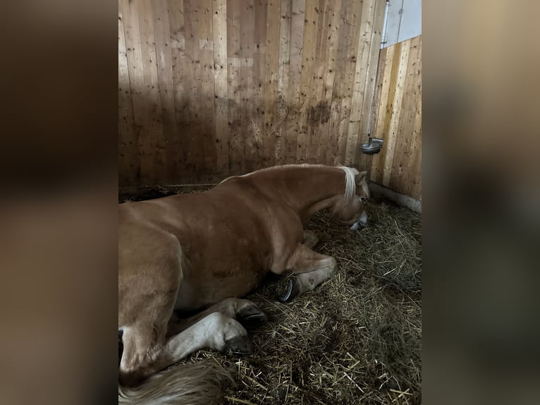 Haflinger Stute 16 Jahre 153 cm  in Mathon