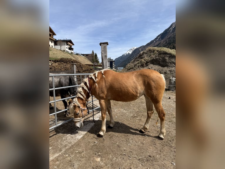 Haflinger Stute 16 Jahre 153 cm  in Mathon