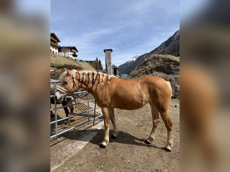 Haflinger Stute 16 Jahre 153 cm  in Mathon