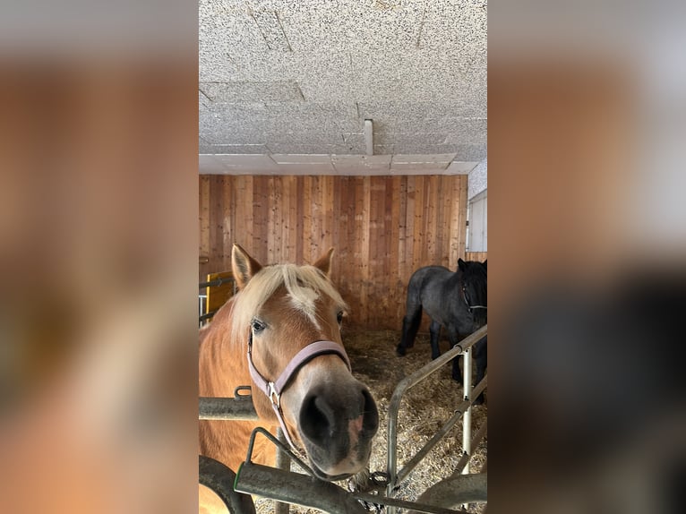 Haflinger Stute 16 Jahre 153 cm  in Mathon