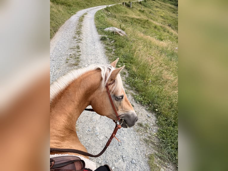 Haflinger Stute 16 Jahre 153 cm  in Mathon