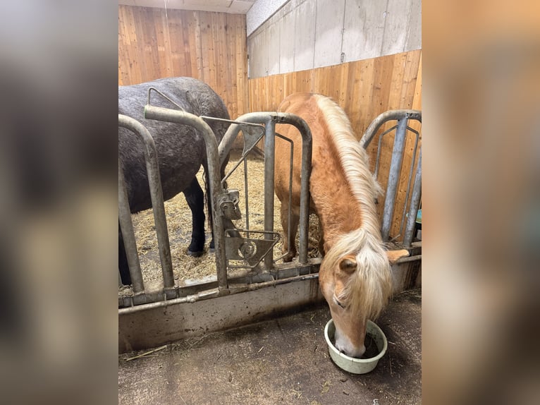 Haflinger Stute 16 Jahre 153 cm  in Mathon