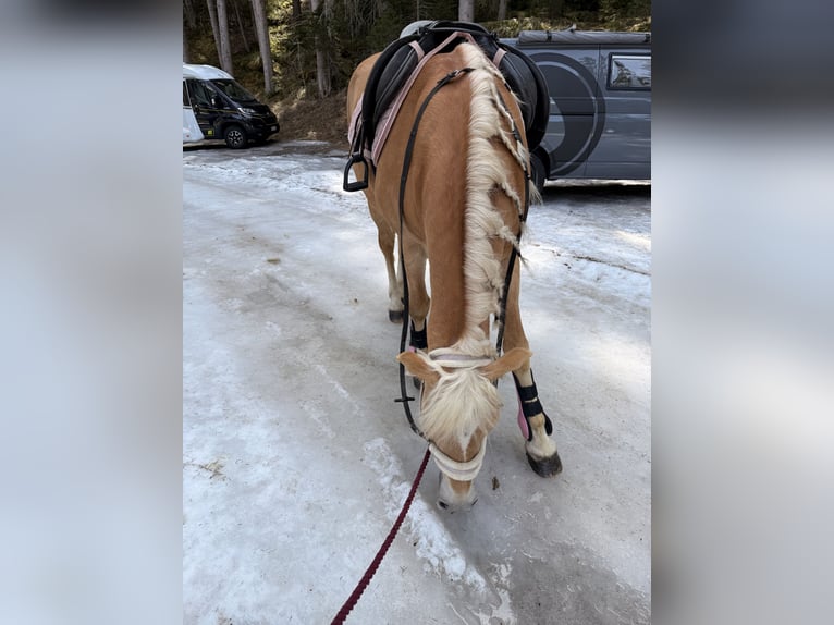 Haflinger Stute 16 Jahre 153 cm  in Mathon