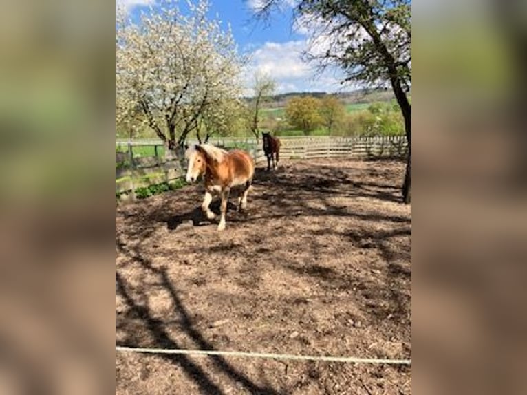 Haflinger Stute 17 Jahre 140 cm  in Wesertal