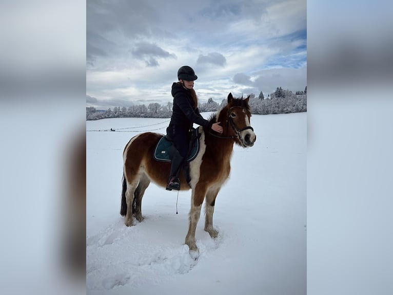 Haflinger Mix Stute 17 Jahre 140 cm Schecke in Trofaiach