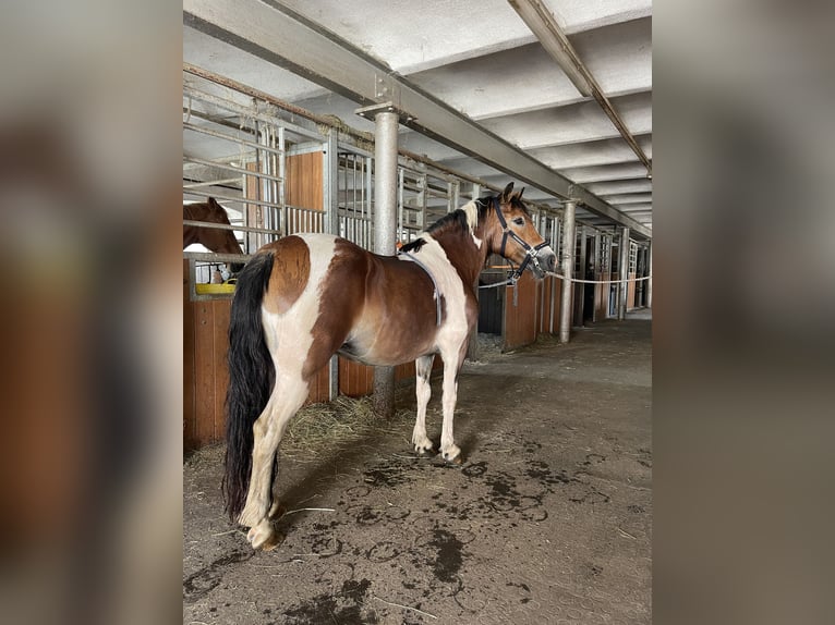 Haflinger Mix Stute 17 Jahre 140 cm Schecke in Trofaiach