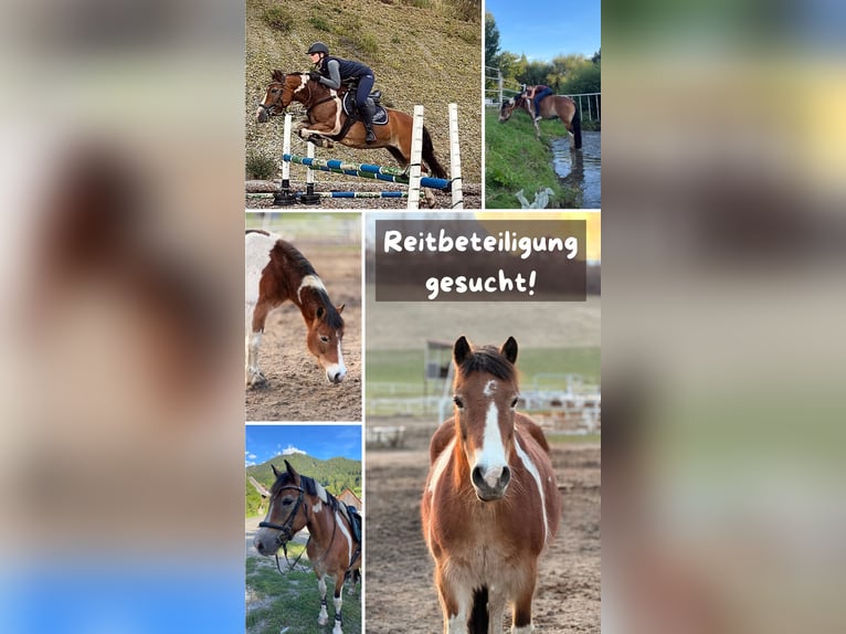 Haflinger Mix Stute 17 Jahre 140 cm Schecke in Trofaiach