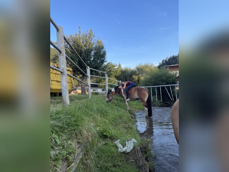 Haflinger Mix Stute 17 Jahre 140 cm Schecke in Trofaiach