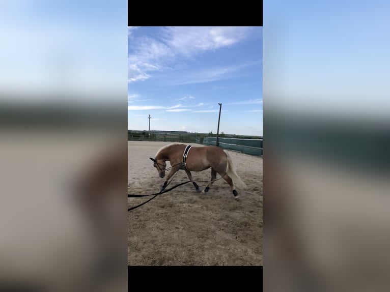 Haflinger Stute 17 Jahre 145 cm in Zeiselmauer Haflinger Stute 17 Jahre 145 cm in Zeiselmauer
