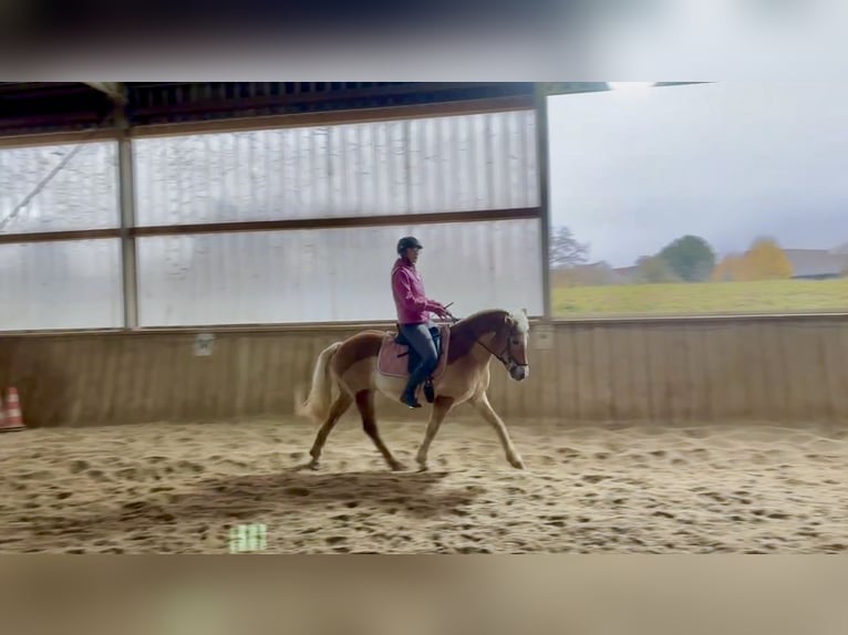 Haflinger Stute 17 Jahre 145 cm in Gaisruck