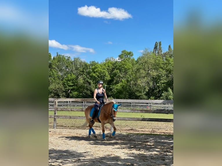 Haflinger Stute 17 Jahre 145 cm in Gaisruck
