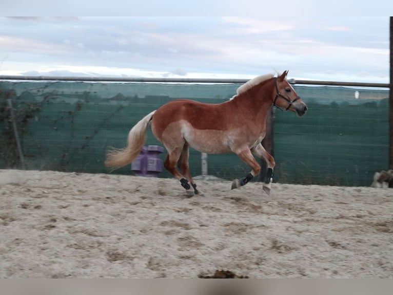 Haflinger Stute 17 Jahre 145 cm in Gaisruck