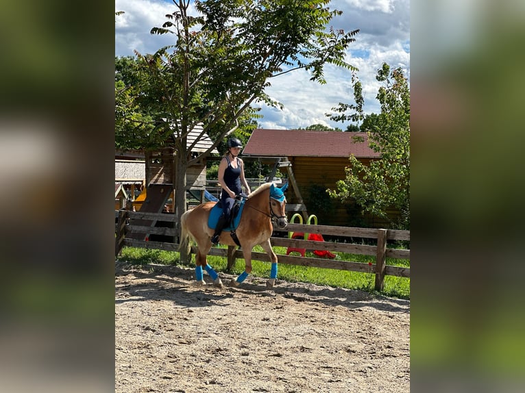 Haflinger Stute 17 Jahre 145 cm in Gaisruck